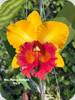 Rlc. Patra Delight 2